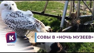 «Музейная ночь» вместе с совами