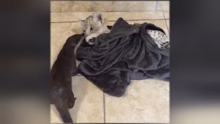 How This Lion And Otter Are Best Friends Despite Their Obvious Differences