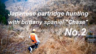 【狩猟】ブリタニースパニエル・チェイス号と鳥猟②・Japanese partridge hunting with brittany spaniel.