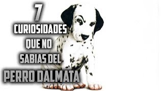 Top 7 Curiosidades del Perro Dalmata