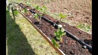 COMO CULTIVAR FRESAS FUERA DE SUELO