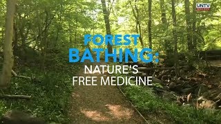 Forest Bathing is nature's free therapy. Here's how to do it.