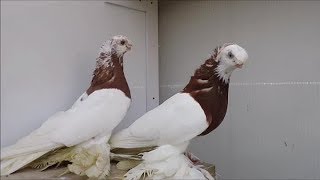 ДВУХЧУБЫЕ ГОЛУБИ / PIGEONS / TAUBE