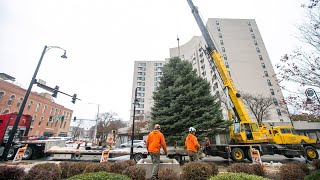 Rockford's Christmas tree installed