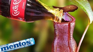 Experiment - Fleischfressende Pflanze VS Coca Cola und Mentos