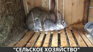 Спаривание Кроликов. Великан и Бабочка!