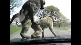 Abit of sex at the zoo