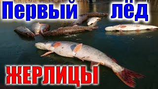 ПЕРВЫЙ ЛЕД 2019 - 2020! ЩУКА на ЖЕРЛИЦЫ Зимняя рыбалка 2019-2020 Ловля щук жерлицами на пруде озере