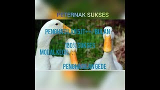 ALAT PENETAS TELUR 100% NETAS||PETERNAK INDONESIA SUKSES