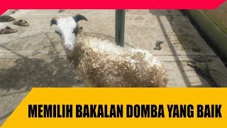 Cara Memilih Bakalan Domba Garut dan Priangan Yang Bagus dan Sehat