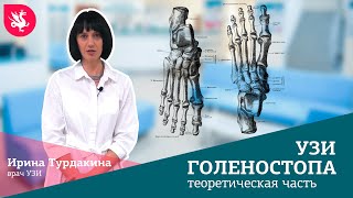 Узи голеностопного сустава: теоретическая часть