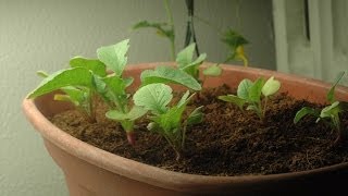 Growing Radishes in Coco - Growing Indoors