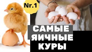 Новые куры несушки породы! Подсобное, фермерское хозяйство. Несушка хайсекс уайт и наш курятник