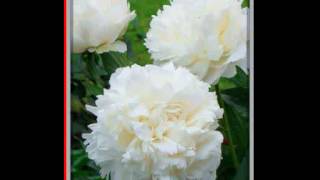 Piwonia chinska Kelways Glorious 6497