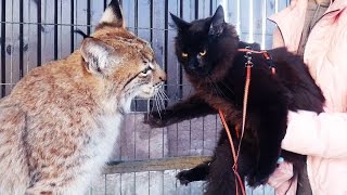 РЕАКЦИЯ РЫСИ НА ПОЯВЛЕНИЕ МЕЙН-КУНА В ВОЛЬЕРЕ. Первая прогулка котёнка вне дома / Lynx reaction