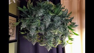 Harvest Of The First Sour Skunk X OG Kush And Conclusion Of The Mars Hydro TS1000 Light Grow Review