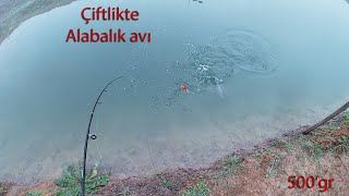 ÇİFTLİKTE ALABALIK AVI !!!