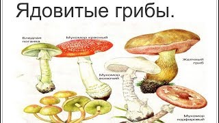 Ядовитые и галлюциногенные грибы (рассказывает миколог Михаил Вишневский)