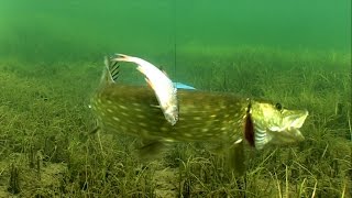 Fishing: best on youtube underwater pike attack scene in HD. Рыбалка атака щуки.