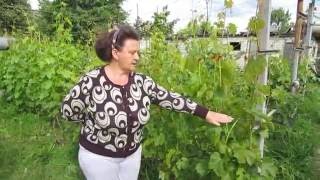 Как рассчитать нагрузку виноградного куста?  (Подснежник, Евдоким, Данилка, Величанин)