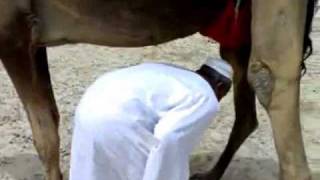 Arab Fun Open The door افتحو لنا الباب السوداني والبعير
