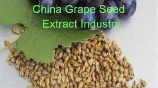 China Grape Seed Extract Industry