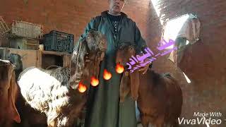 الحمد لله هذا من فضل ربي..طنطا..01153553100..01273943511