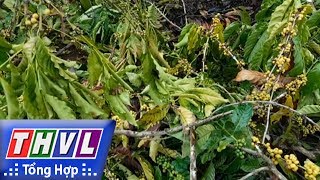 THVL | Người đưa tin 24G: Điều tra vụ thuê người chặt phá 445 cây cà phê ở Đắk Lắk