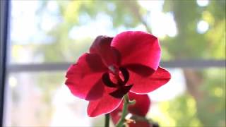 Орхидея Phalaenopsis с сгнившей точкой роста // Выживаемость орхидеи потрясает
