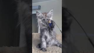 котенок мейн кун из питомника Страна Гуллверов  - Country Gulliver's Q3