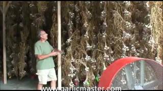 Garlic bulbs dry