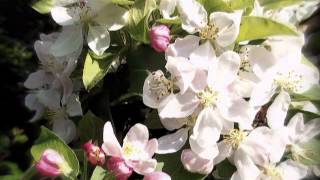 Nelson Eddy - You Are My Song Of Love