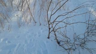 Результат охоты на петли