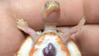 このカメは心臓が飛び出した状態で生まれ たが、その後とても有名になりました