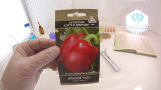 Перец сладкий Красное Чудо. Поиск