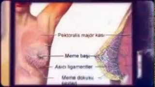 Breast Enlargement Exercises
 Breast Enhancement Formula Göğüs Büyütme Egzersizleri -Formülü