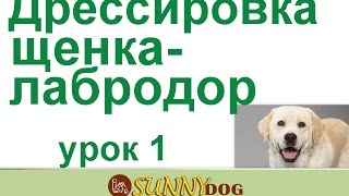 Дрессировка щенка 1 урок Дрессировка лабрадора щенка 1 урок