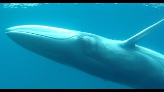 Mysterious Omura's Whale Filmed for the First Time