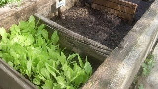 Comment semer (faire du semis) de la salade facilement - Technique de jardinage