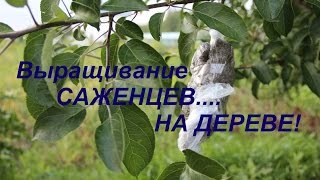 Выращивание САЖЕНЦЕВ....НА ДЕРЕВЕ!