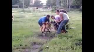 Стаффорд против овчарки, Драка, Смотреть до конца.
