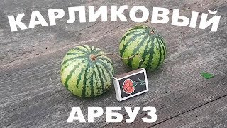 Карликовый арбуз