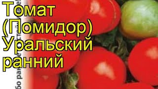Томат Уральский ранний. Краткий обзор, описание характеристик solánum lycopérsicum