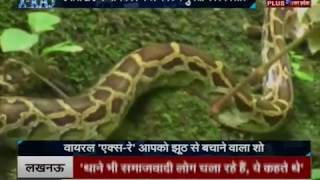Most Viral Video: Python eats Girl alive  ,Python Swallowed alive girl
