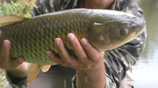Рыбалка.Белый амур на поплавочную удочку и сход карпа. My fishing