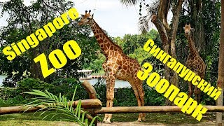 Сингапур. Сингапурский зоопарк