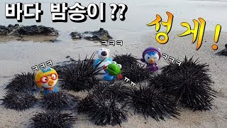 바다의 밤송이 따가운 가시의 성게를 조심해!! 바다속에서 성게를 만난 뽀로로와 친구들 |꿈토이| 제48화
