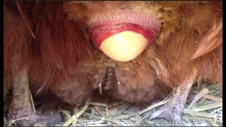 Chicken laying an egg! (CLOSE UP 2!)