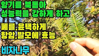 비자나무(옥과)―양기를 북돋아 성 능력의 강화 및 근골을 튼튼하게 하며, 폐를 보호·윤택하게 하고, 항암작용,강장,건위,정장작용,기생충제거,혈압강하,발모,시력보호,변비치료에 효능