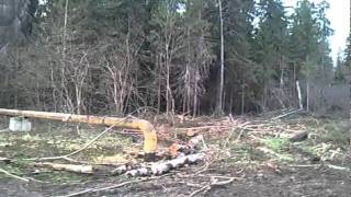 геодезия -сироты пилят лес 2